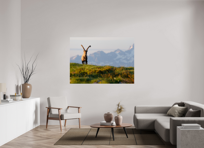 Bouquetin / Ibex