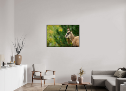 Chamois