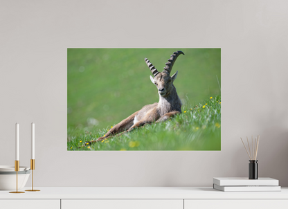 Bouquetin / Ibex