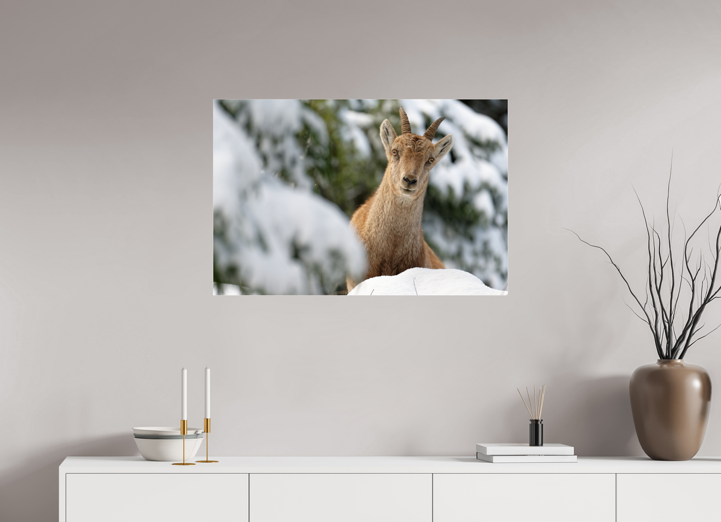 Bouquetin / Ibex