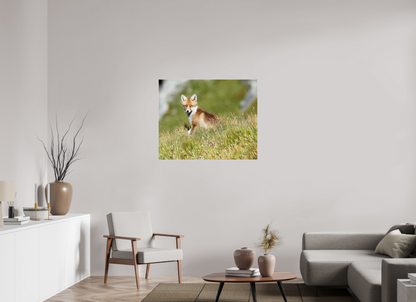 Autres animaux / Other animals