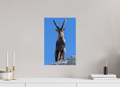 Bouquetin / Ibex