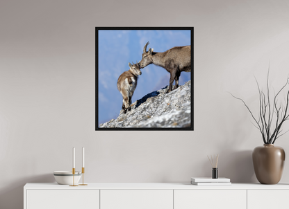 Bouquetin / Ibex