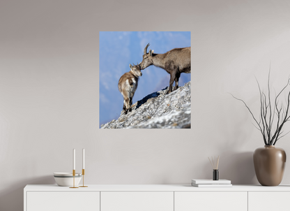 Bouquetin / Ibex