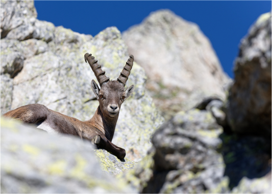 Bouquetin / Ibex
