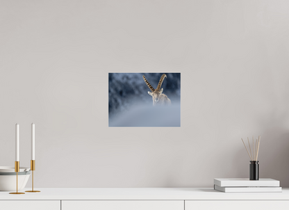 Bouquetin / Ibex