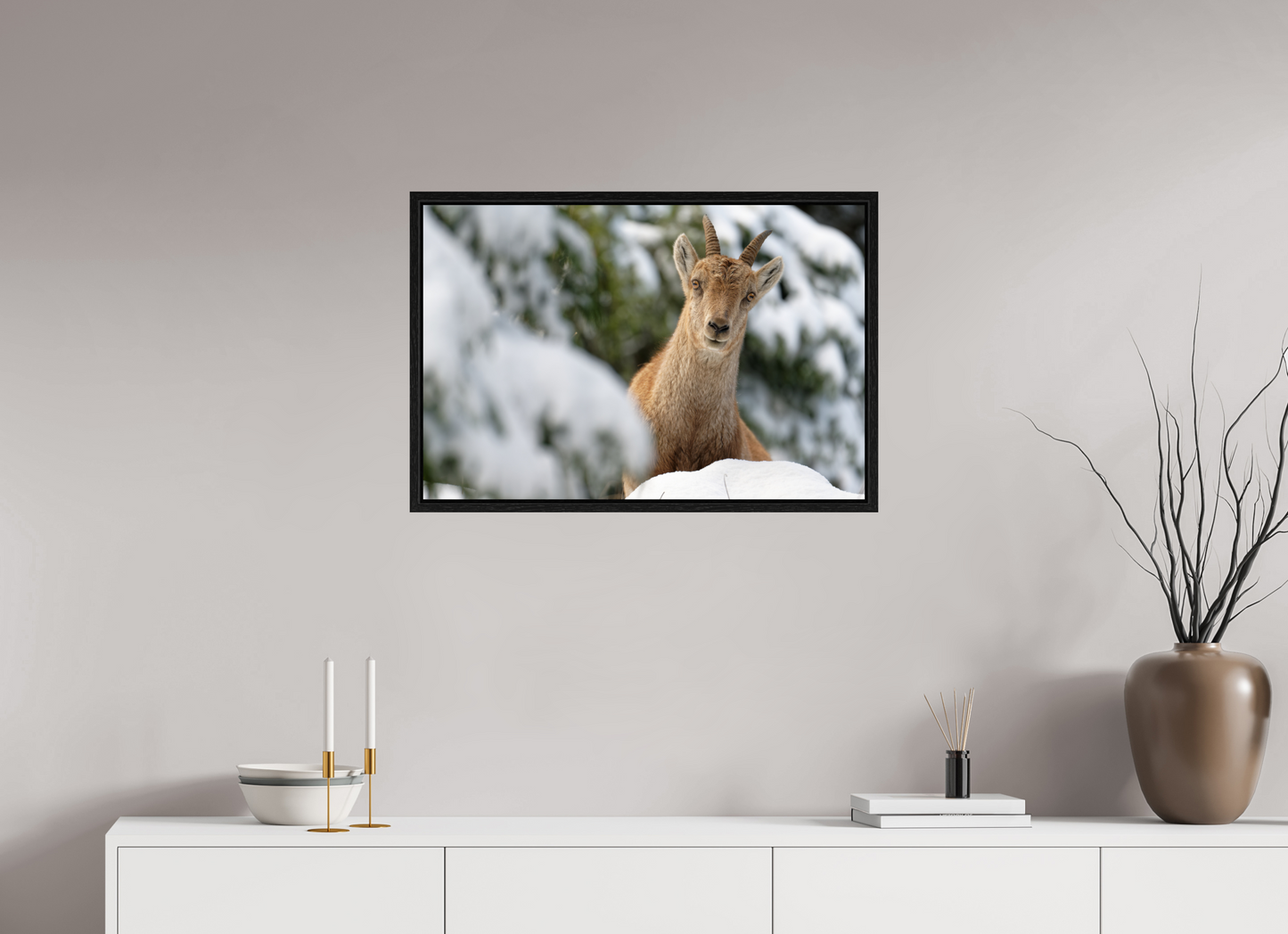 Bouquetin / Ibex