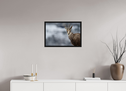 Chamois