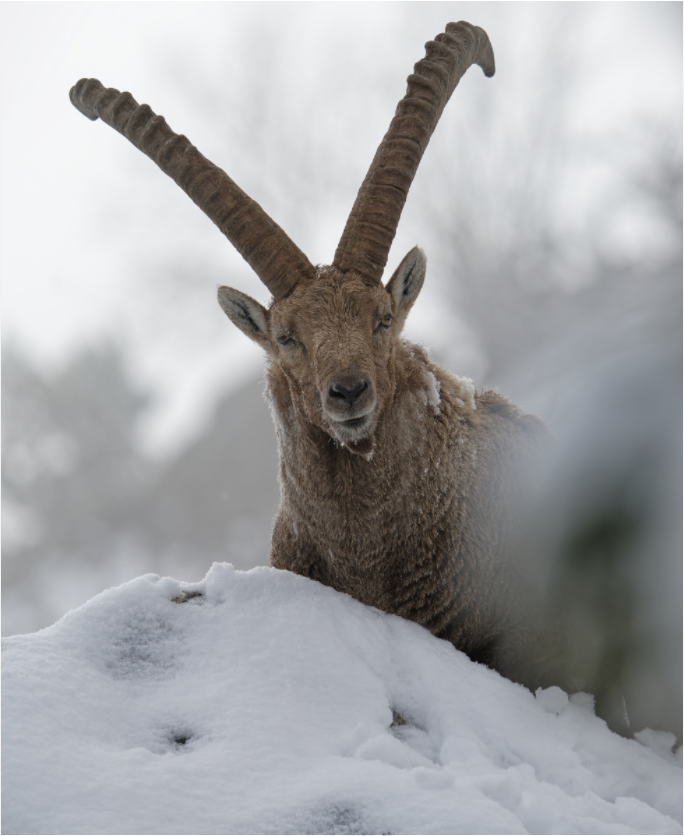 Bouquetin / Ibex
