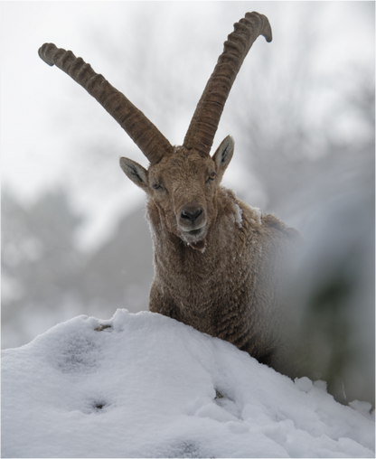 Bouquetin / Ibex