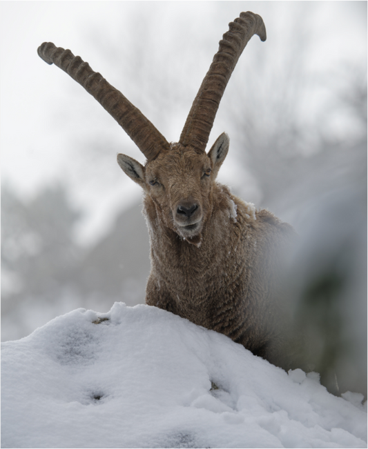Bouquetin / Ibex