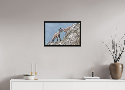Bouquetin / Ibex