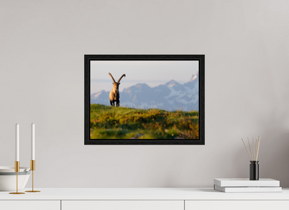 Bouquetin / Ibex