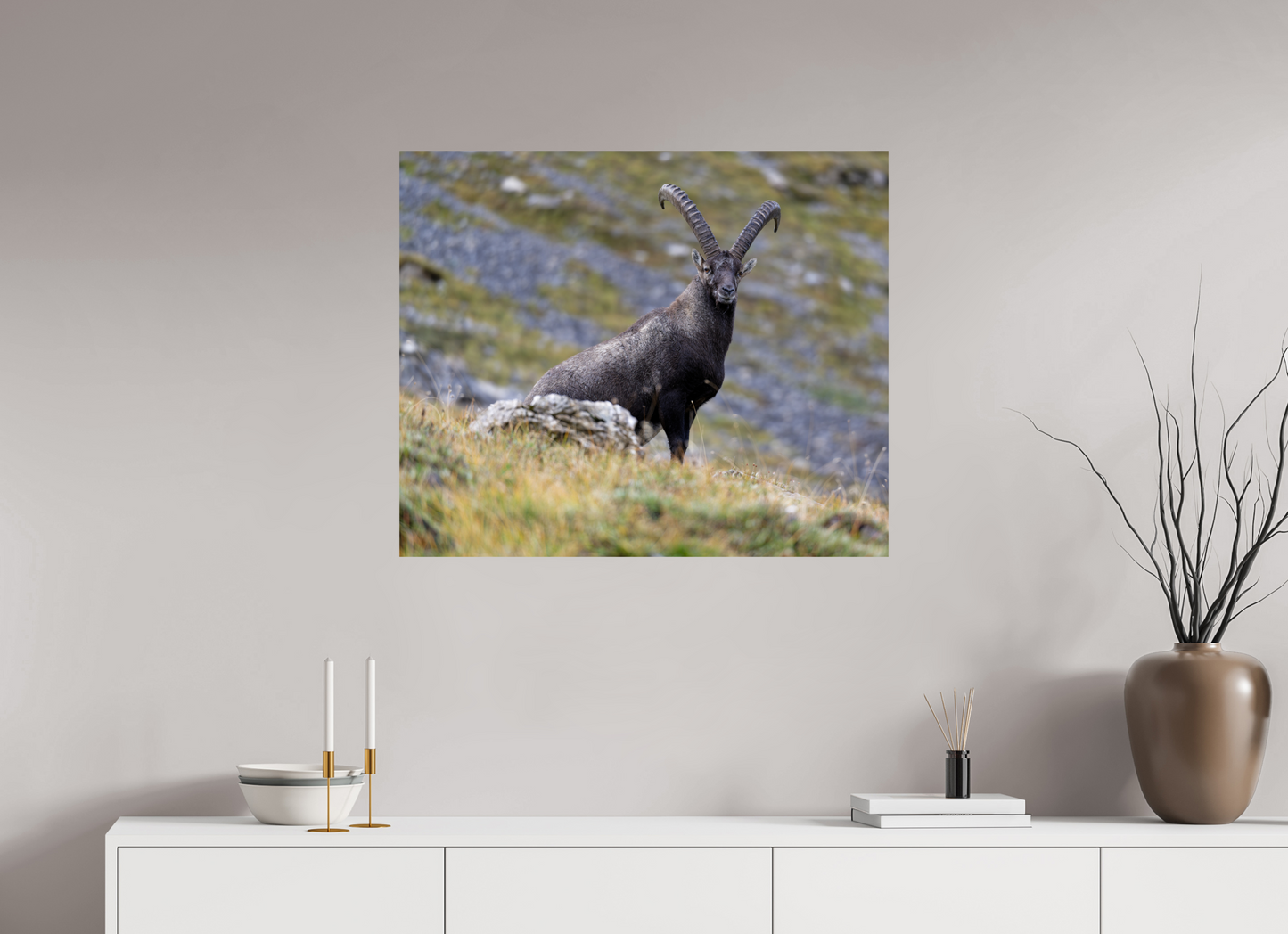 Bouquetin / Ibex