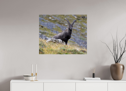 Bouquetin / Ibex