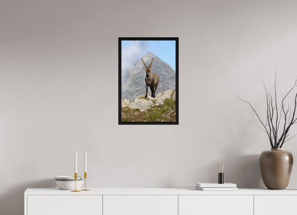 Bouquetin / Ibex