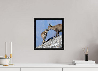 Bouquetin / Ibex