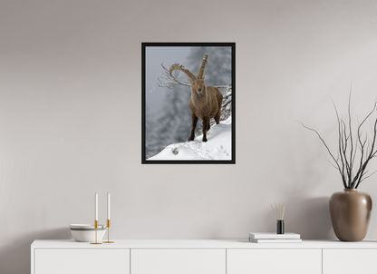 Bouquetin / Ibex