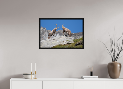 75 x 50 cm, Floater Frame Bouquetin / Ibex