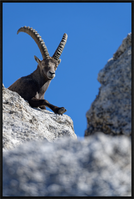 Bouquetin / Ibex