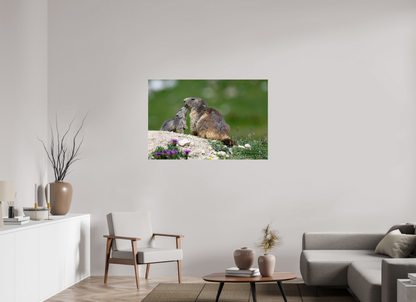 Marmotte / Groundhog