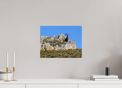 Bouquetin / Ibex
