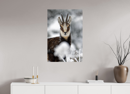 Chamois