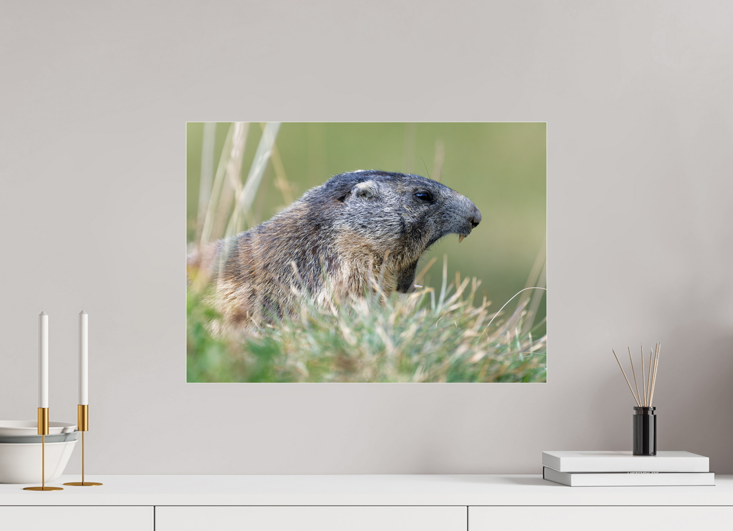 Marmotte / Groundhog