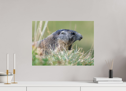Marmotte / Groundhog