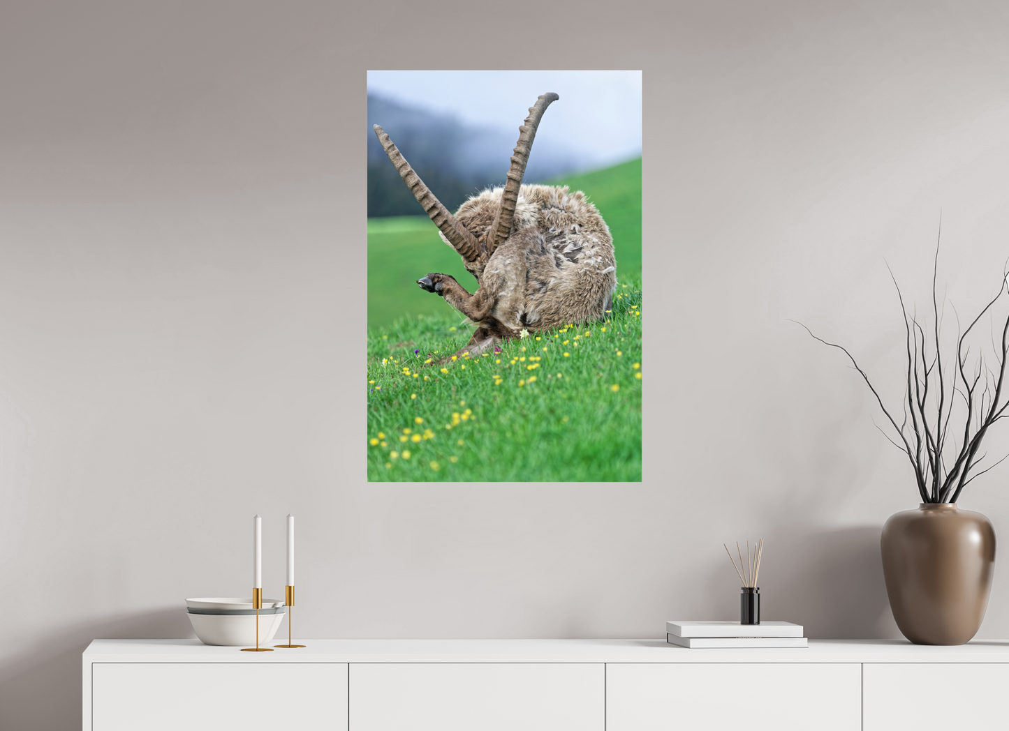 Bouquetin / Ibex