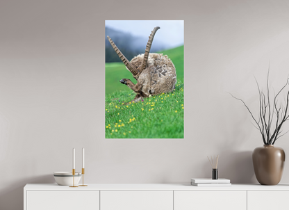 Bouquetin / Ibex