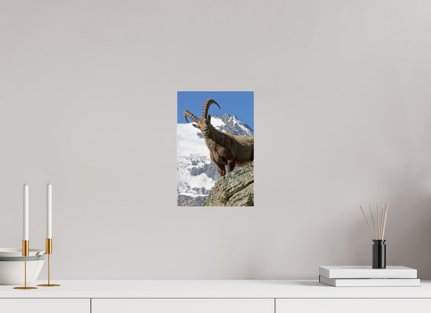 Bouquetin / Ibex