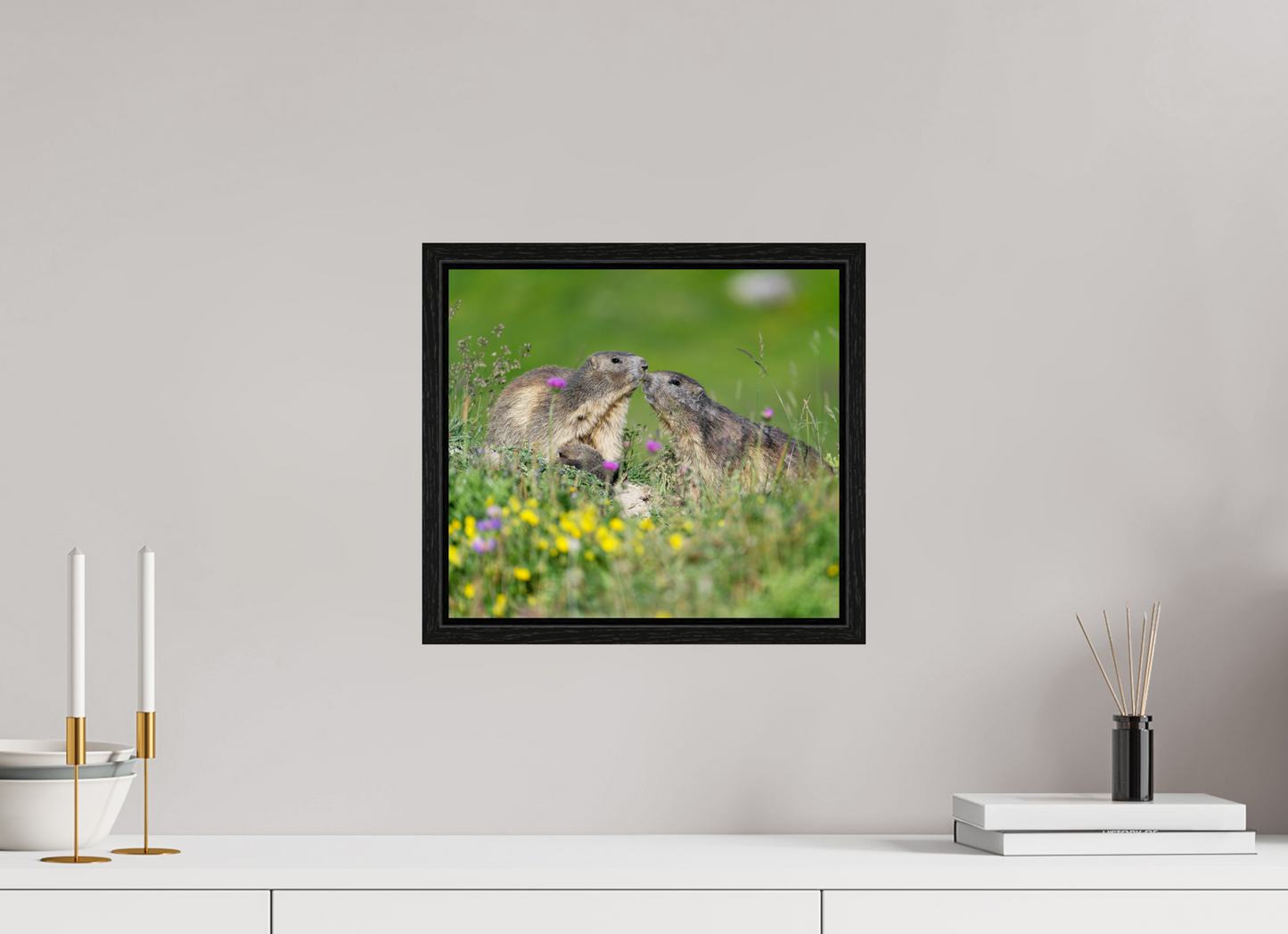 Marmotte / Groundhog