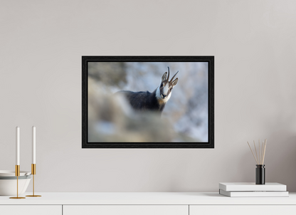 Chamois