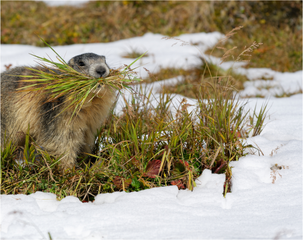 Marmotte / Groundhog