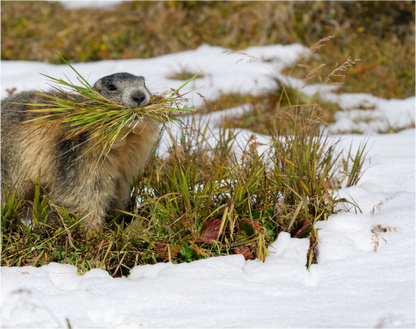 Marmotte / Groundhog