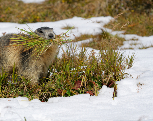 Marmotte / Groundhog