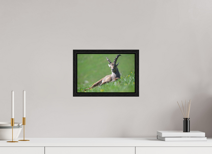 Bouquetin / Ibex