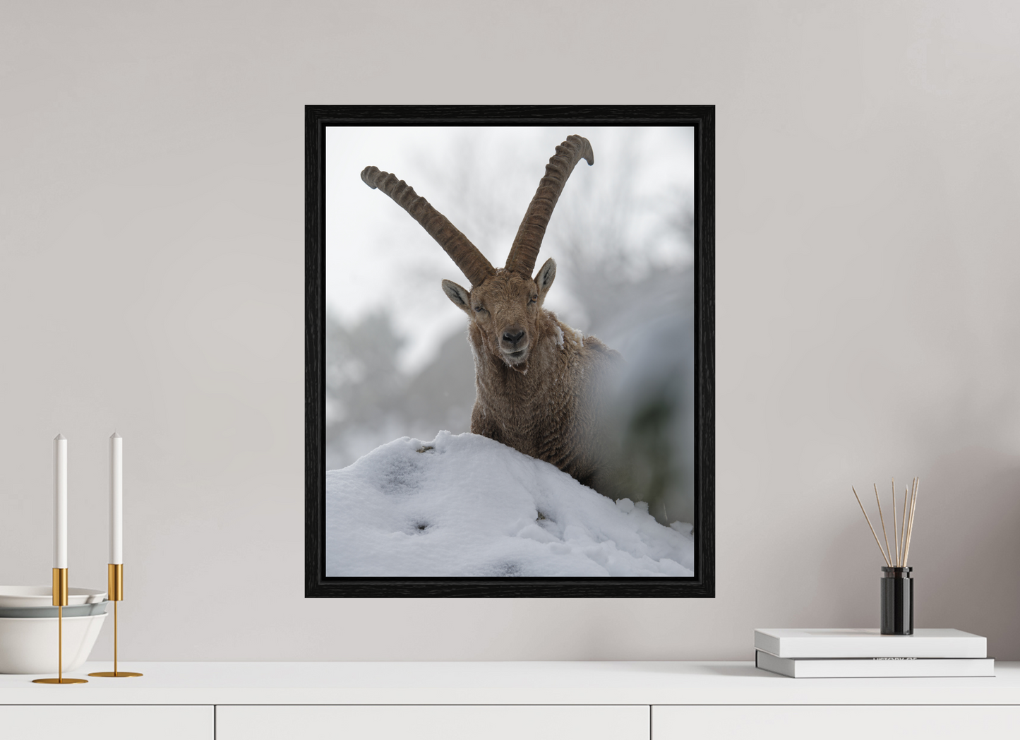 Bouquetin / Ibex