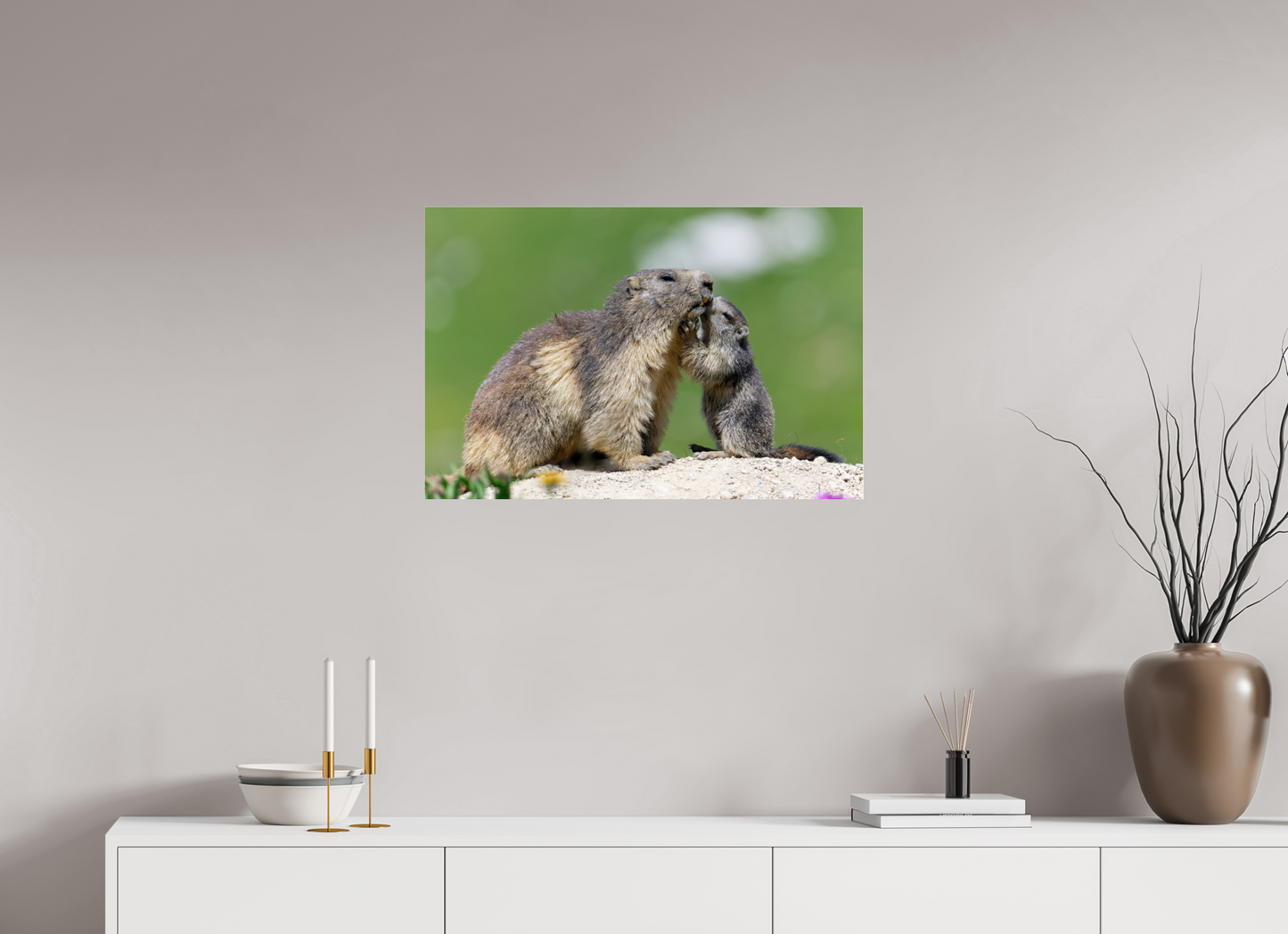 Marmotte / Groundhog