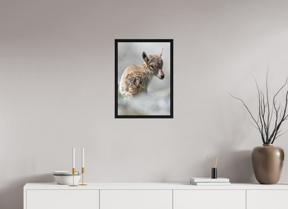 Bouquetin / Ibex