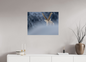 Bouquetin / Ibex