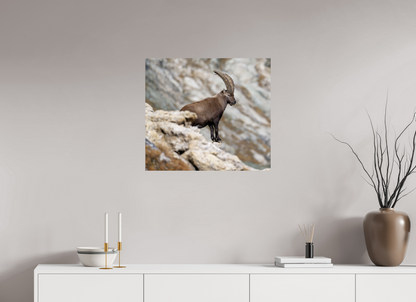 Bouquetin / Ibex