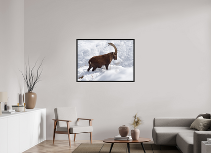 Bouquetin / Ibex