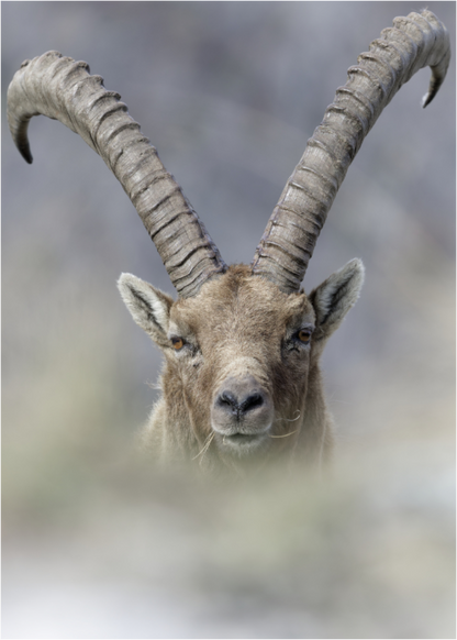 Bouquetin / Ibex