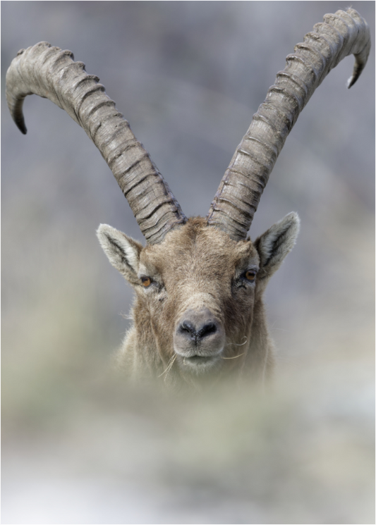Bouquetin / Ibex