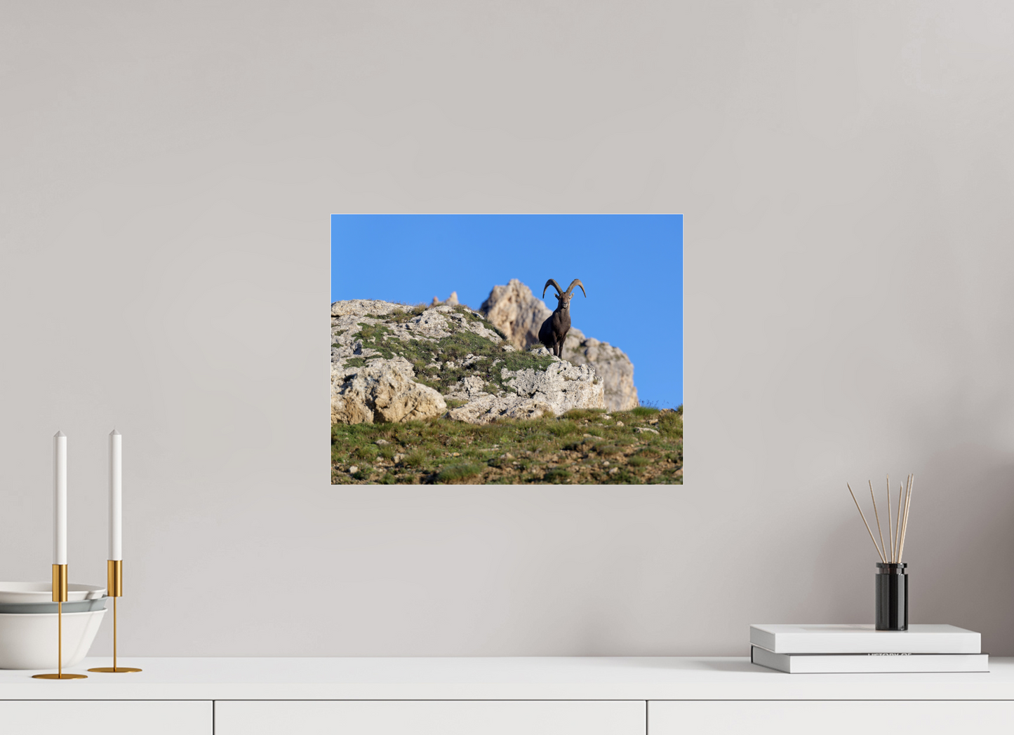 Bouquetin / Ibex