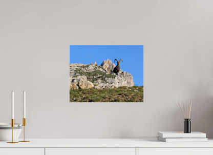 Bouquetin / Ibex