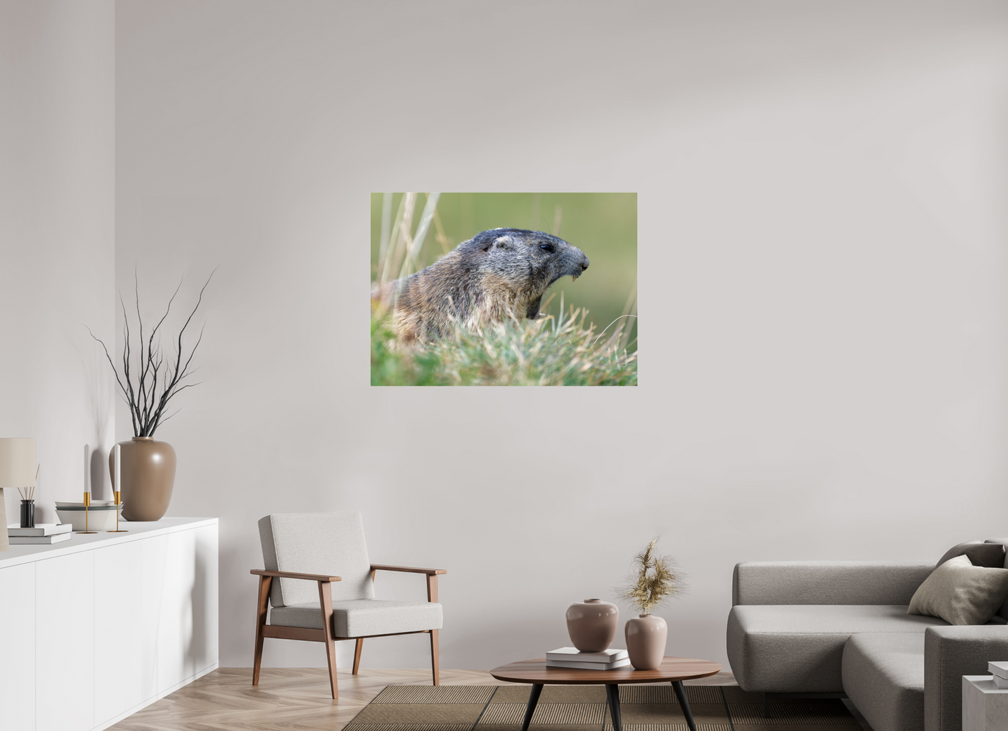 Marmotte / Groundhog