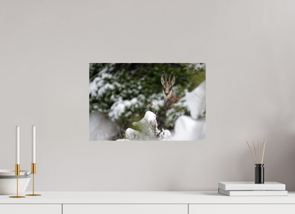 Chamois